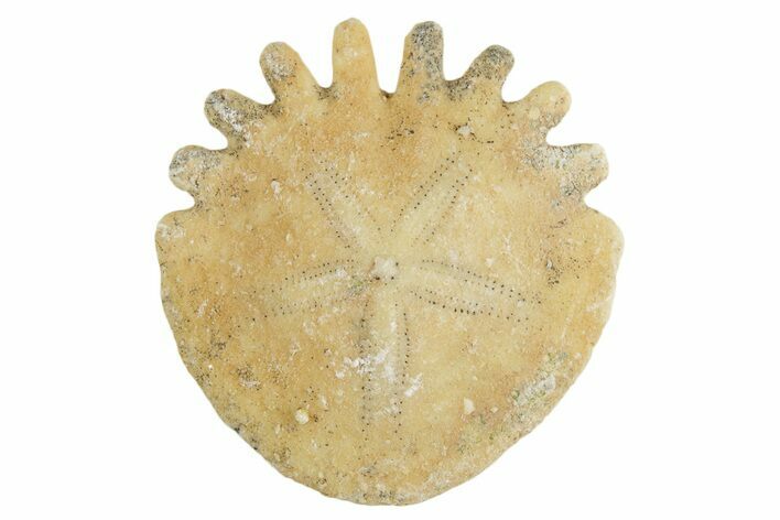 1" Fossil Sand Dollars (Heliophora) - Morocco - Photo 1